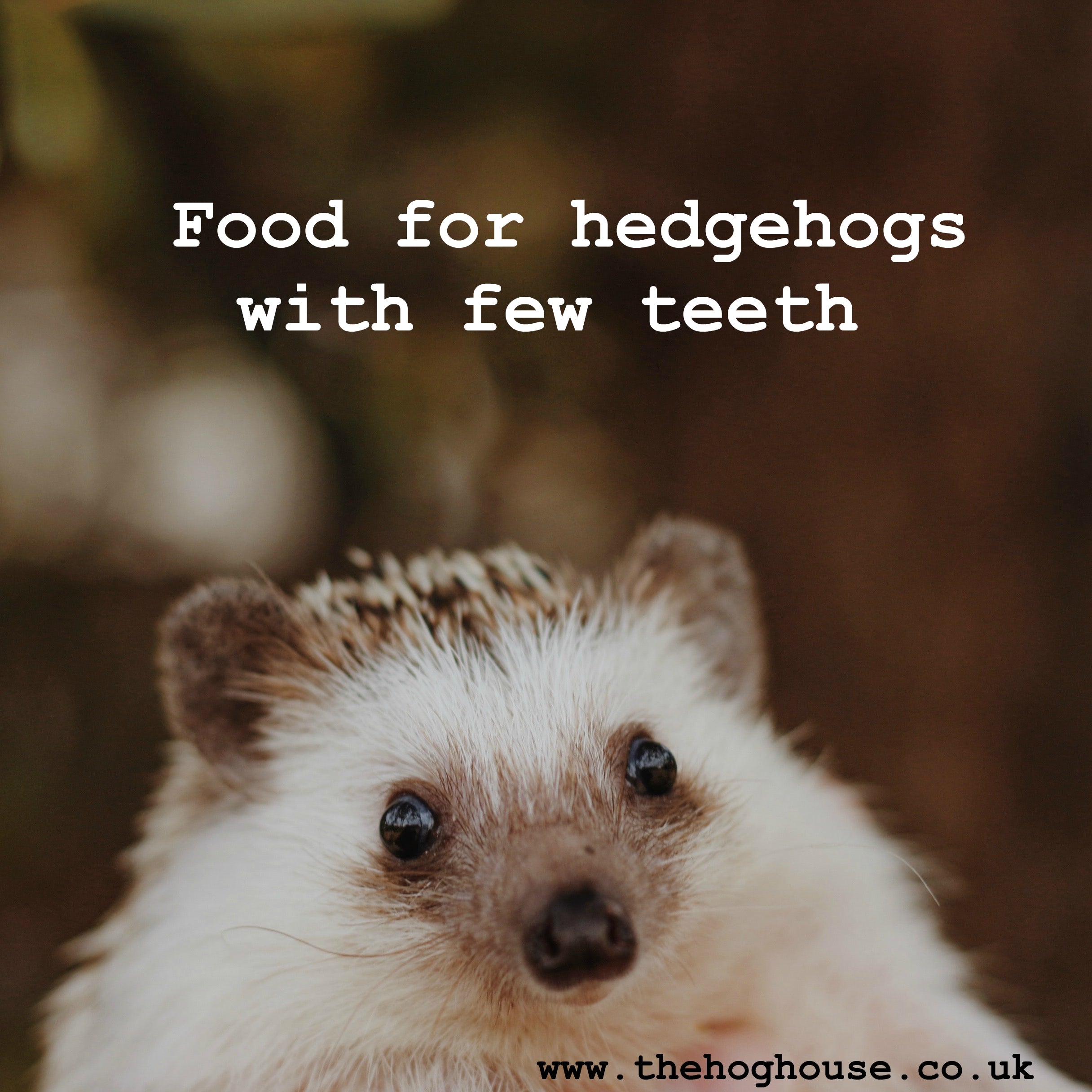 hedgehog teeth