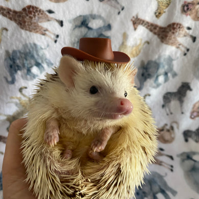 Cowboy or safari hat for photo props. Hedgehog photo prop hat.