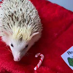 Candy cane photo prop. Christmas prop for photos.